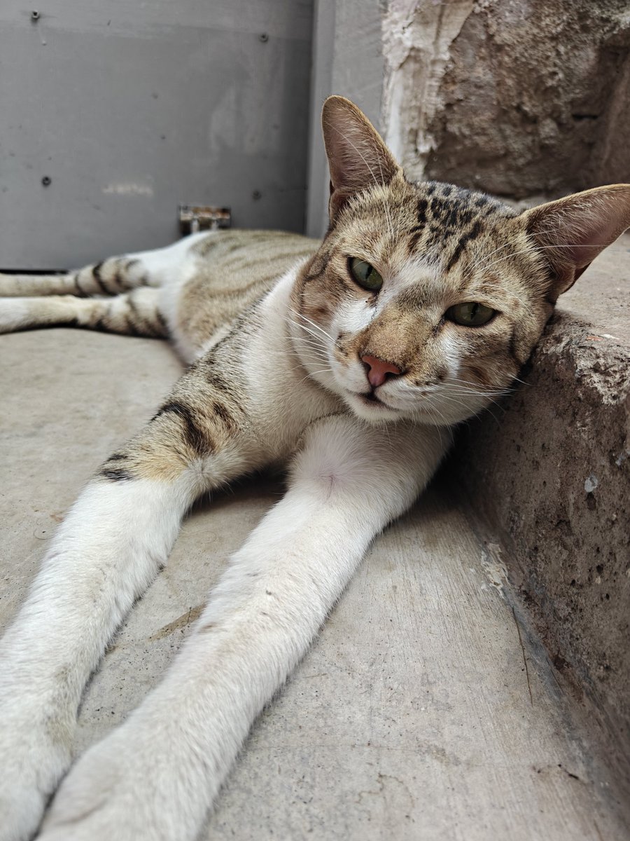 My Feral Neighbors🐈 | Just Strays tweet media