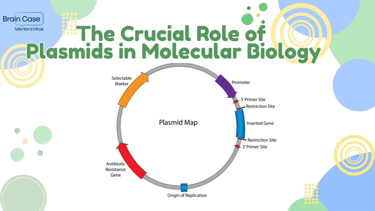 brain_case40506's tweet image. 🔬Plasmids:The Invisible Force Driving Molecular Biology🌱
Discover how plasmids are used in protein expression,fluorescent tracking, and genomic editing in our latest article.Ready to dive into the world of plasmids?👇
ebraincase.com/support/video-…
#Plasmids #GeneCloning #GeneEditing