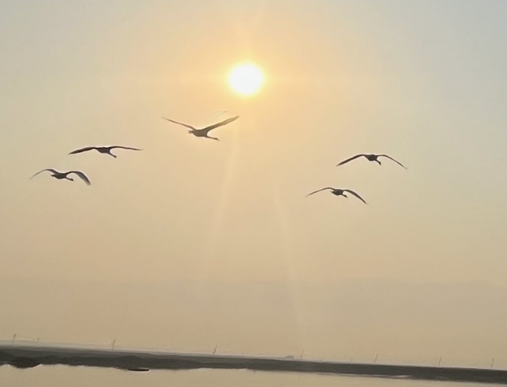 pzcrgmail's tweet photo. 今天感觉好一些，没那么晕了。不知道是自然恢复了，还是昨晚做的复位动作起效果了。 https://t.co/D4TUpZMcqK