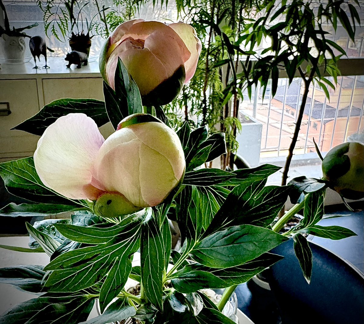 大きな桃🍑のような蕾の芍薬を買ってきました。無事に美しい花を咲かせ