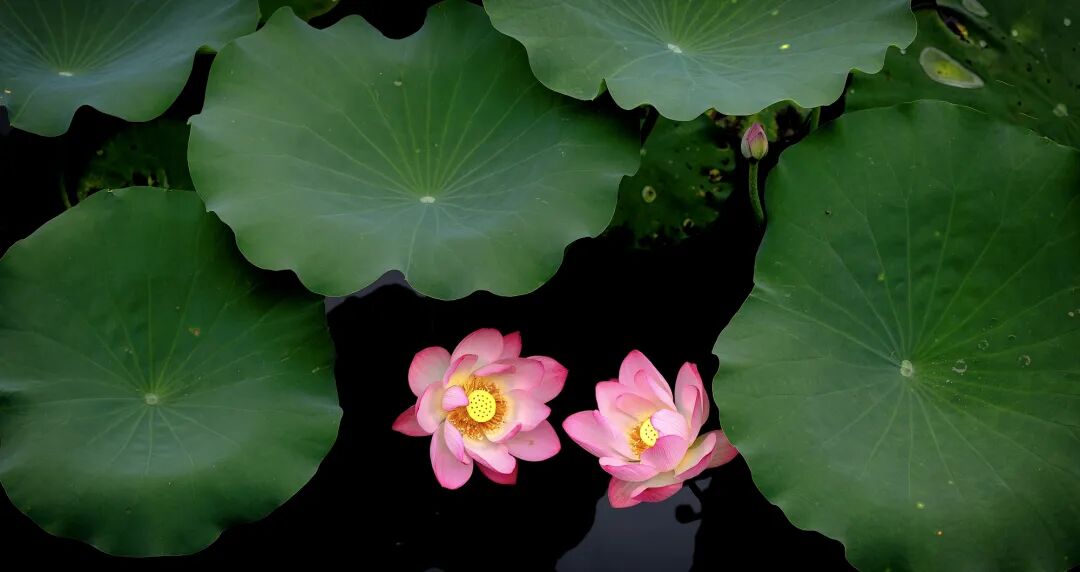 Jessica996688's tweet image. 东莞桥头莲湖风景区🏖️美出了新高度！💞300亩莲湖的第一批荷花🪷已抢“鲜”绽放！
#东莞 #Dongguan #荷花