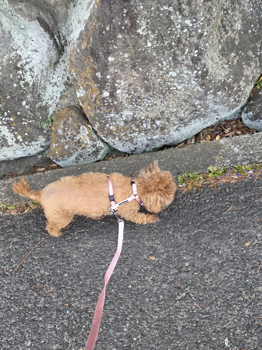 あけみん tweet media