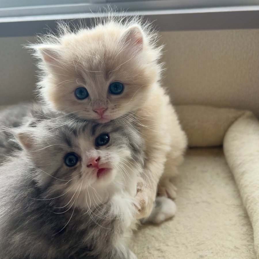 Kitten Cat tweet media