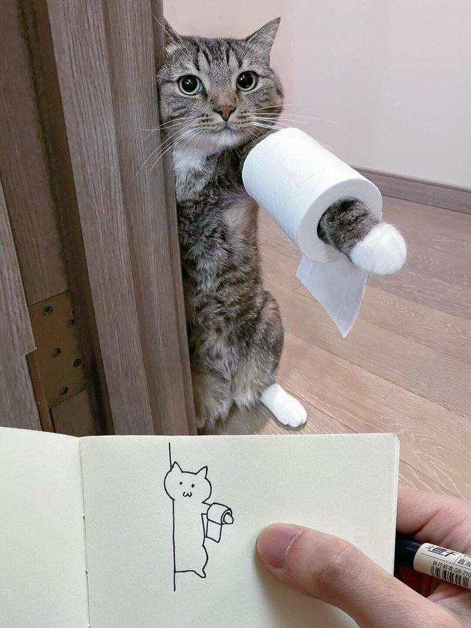 Kitten Cat tweet media