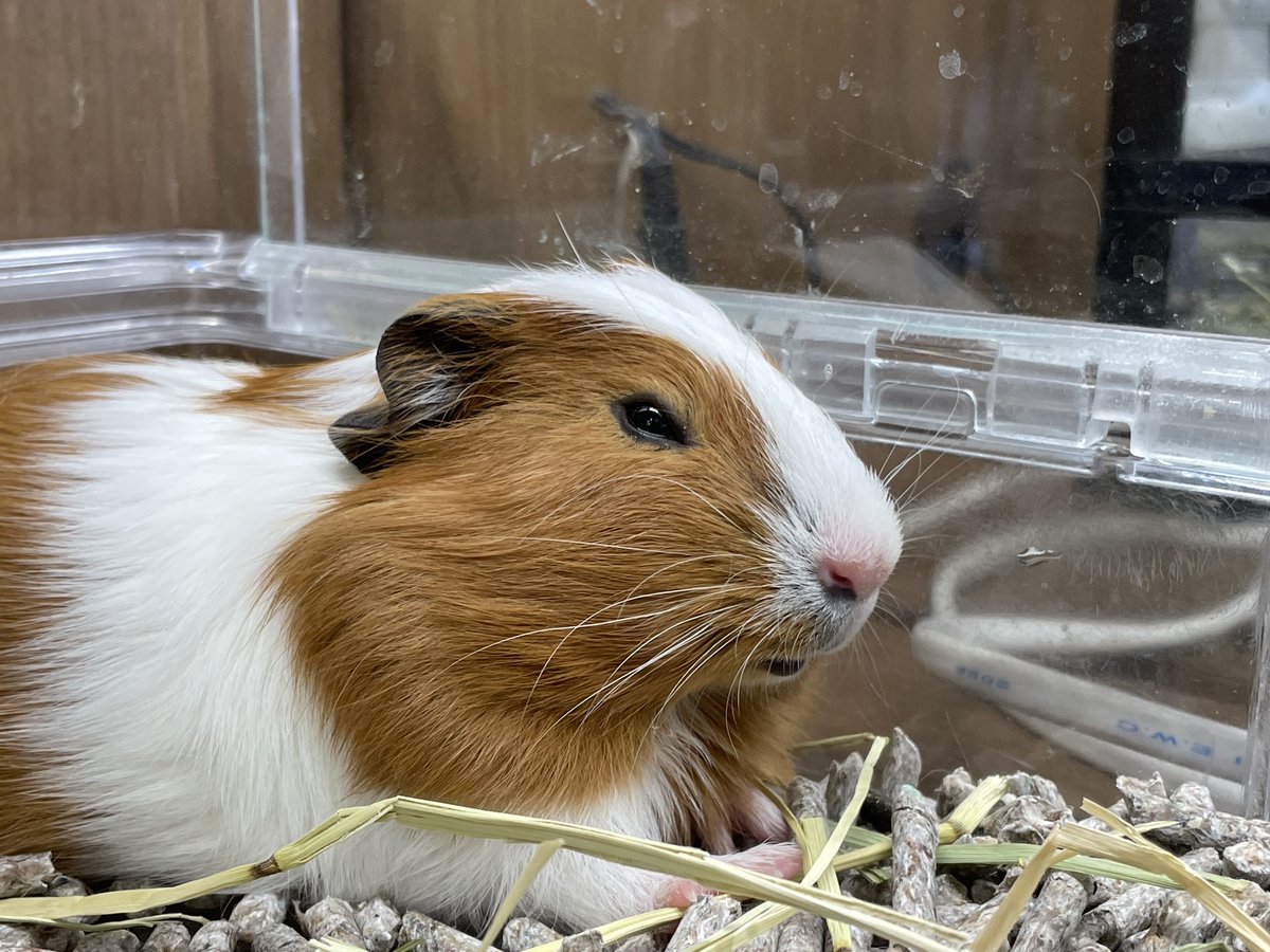 フェレットワールド幕張店 tweet media