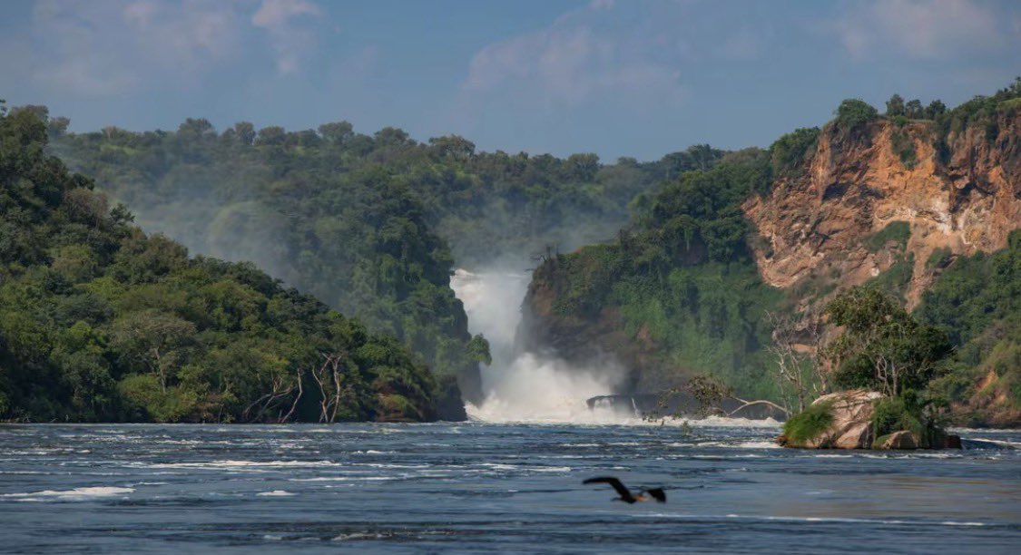 masereka_sam1's tweet image. Discover the wild beauty of Murchison Falls National Park 

From thrilling game drives to breathtaking Nile boat cruises and the mighty Murchison Falls, every moment is an unforgettable adventure.

📍Book your safari today!

#VisitUganda #MurchisonFalls #SafariAdventure #Travel