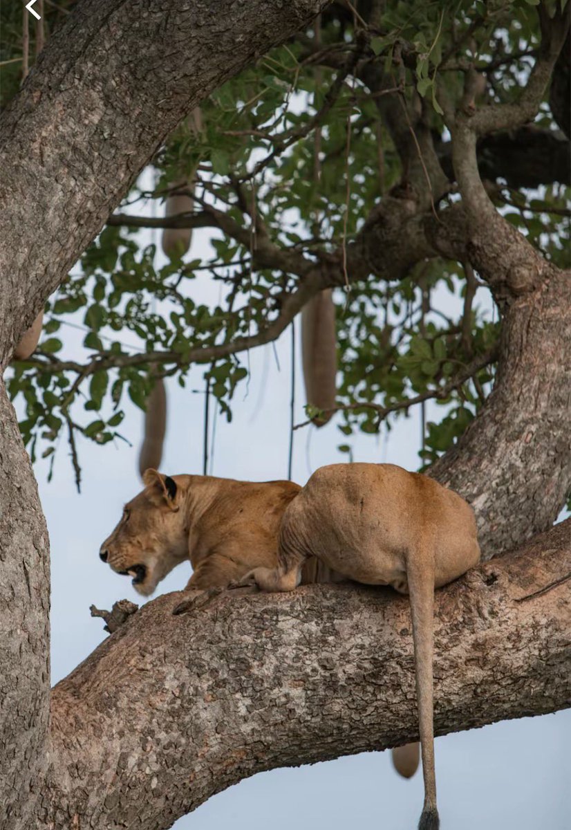 masereka_sam1's tweet image. Discover the wild beauty of Murchison Falls National Park 

From thrilling game drives to breathtaking Nile boat cruises and the mighty Murchison Falls, every moment is an unforgettable adventure.

📍Book your safari today!

#VisitUganda #MurchisonFalls #SafariAdventure #Travel