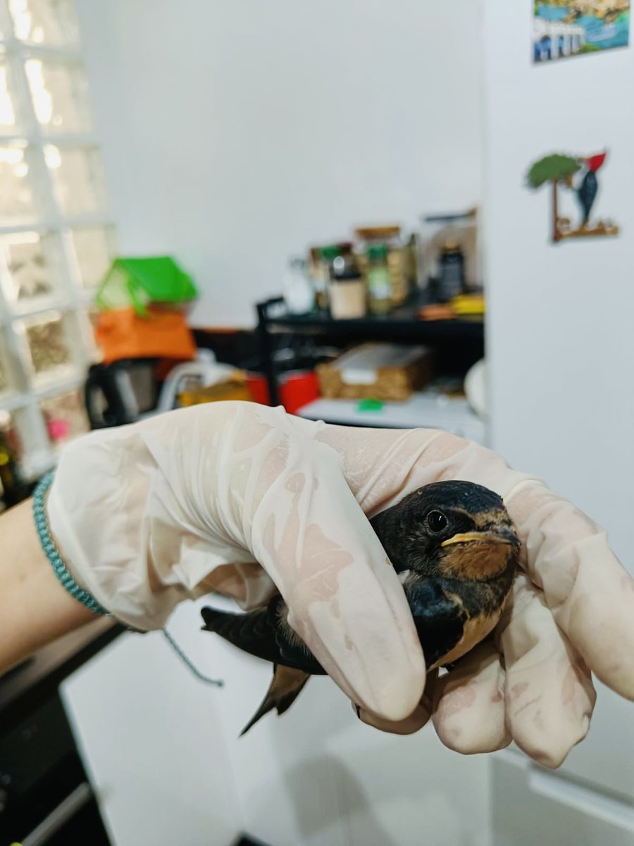 SOS Vencejos tweet media