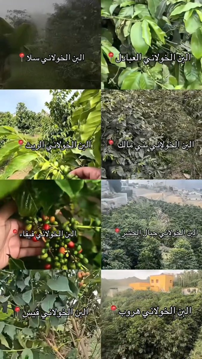 عبـدالله الفيفي الخولانـي 🇸🇦 tweet media