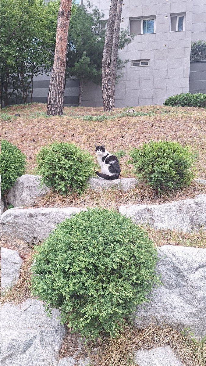 하굣길 고양이씨