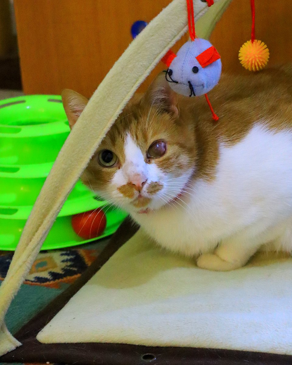 JessicaRahhal's tweet image. The 3 sweethearts from Tyre.

#fosteringsaveslives #stories #cats