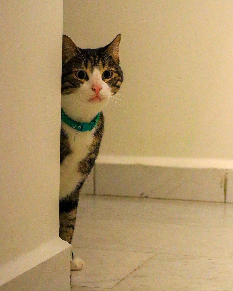 JessicaRahhal's tweet image. The 3 sweethearts from Tyre.

#fosteringsaveslives #stories #cats