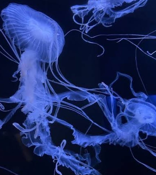 聖処女ベッティ ／ 新宿🦁 mimic 10周年 Birthday 2026.6.27(土) tweet media