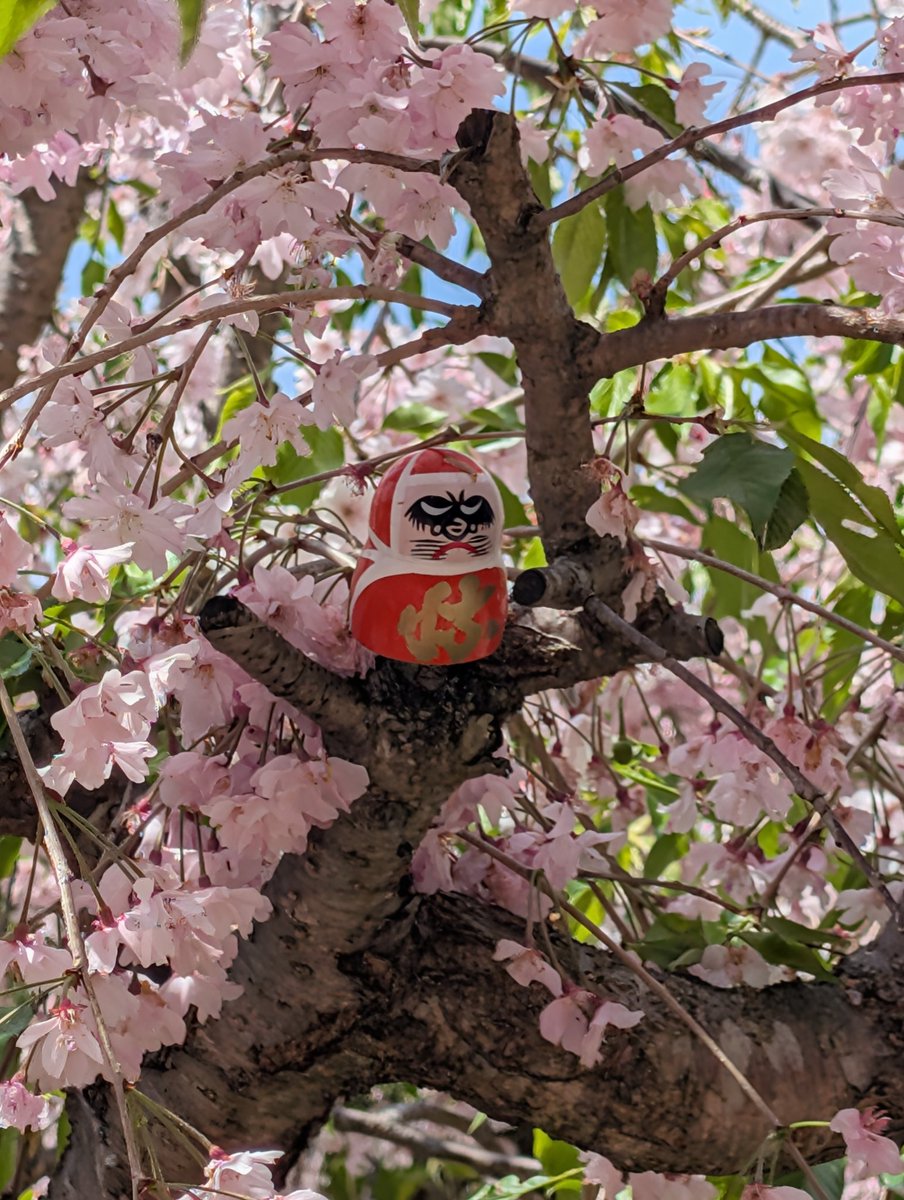 Visited Katsuoji today. Of course I bought my Daruma, prayed for