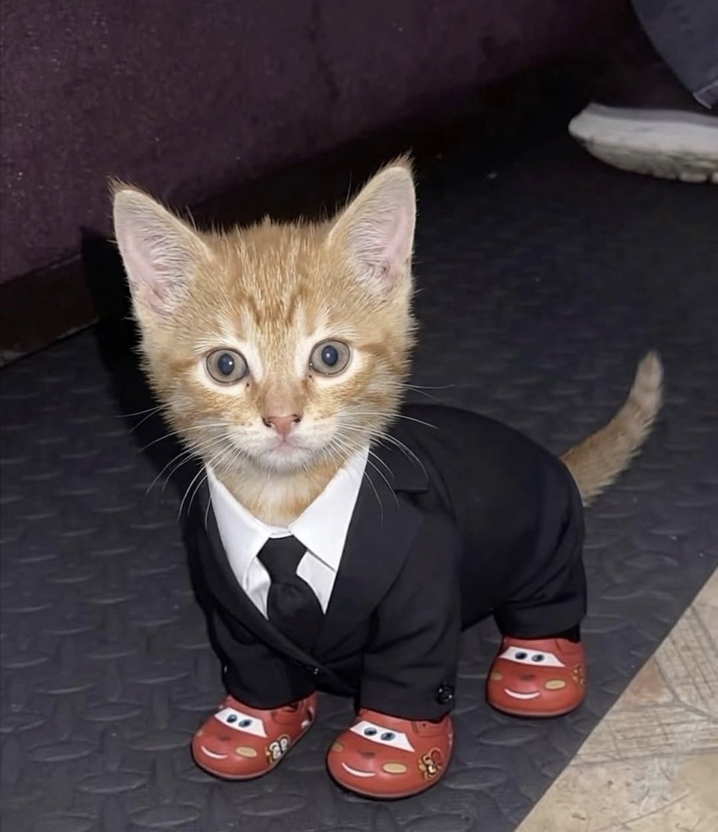 .swiftyz tweet media