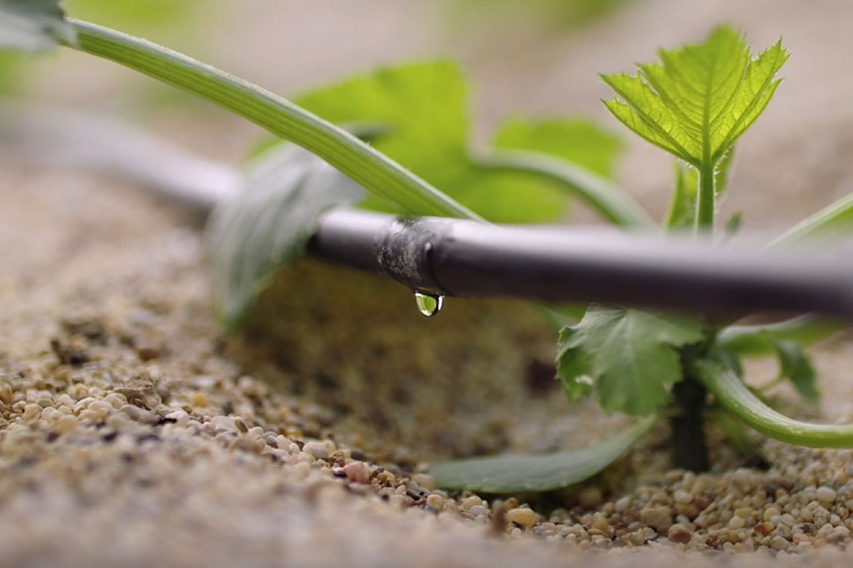 LqaOrganic's tweet photo. 🌱 El enarenado es una técnica clave en la agricultura ecológica en invernadero: ayuda a proteger el suelo, aprovechar mejor el agua y lograr cultivos más sostenibles. Descubre por qué sigue siendo tan importante en Almería.
🔗 https://t.co/ddnbbi5RnP

#AgriculturaEcológica https://t.co/bkknNrI63Q