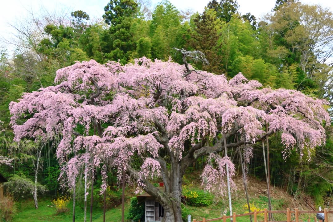 郡山市観光協会【公式】 tweet media