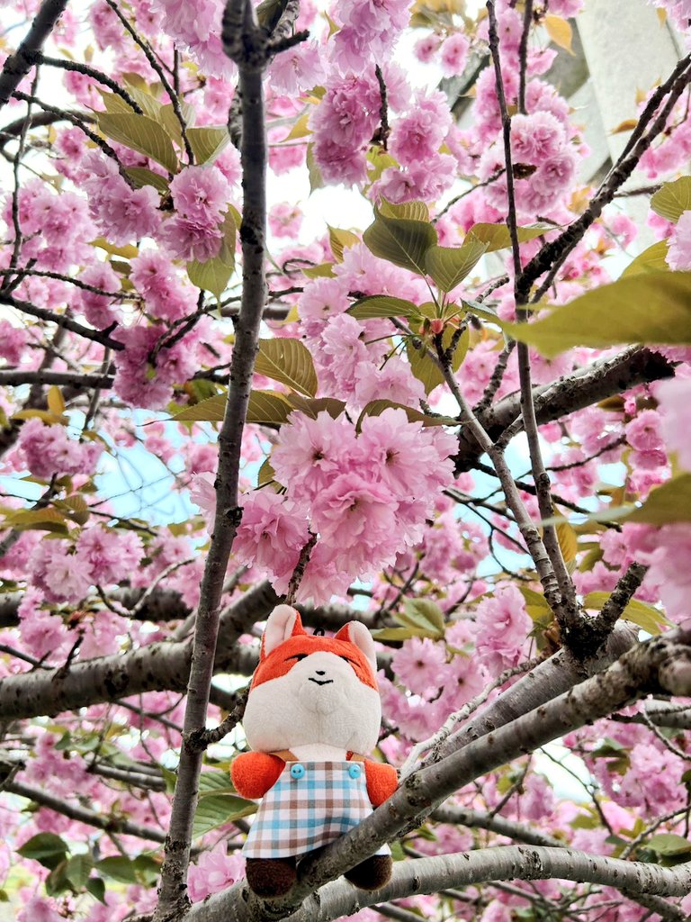 moonbow_vvs's tweet photo. 영광이랑 JURRO랑, 늦게 피는 겹벚꽃🌸
조금 늦게 피는 벚꽃처럼,
천천히라도 꼭 다시 만날 수 있는 날이 온다고 믿어요🦊💙
VANNEE 캐릭터는 마음에 살며시 다가와 주는 힐링.
VANNER도 VANNEE도, 만나게 된 것에 감사해요🫂
#VANNER #영광
#VANNEE #JURRO 
#VANNEE_WORLD https://t.co/6q43z9LeCh