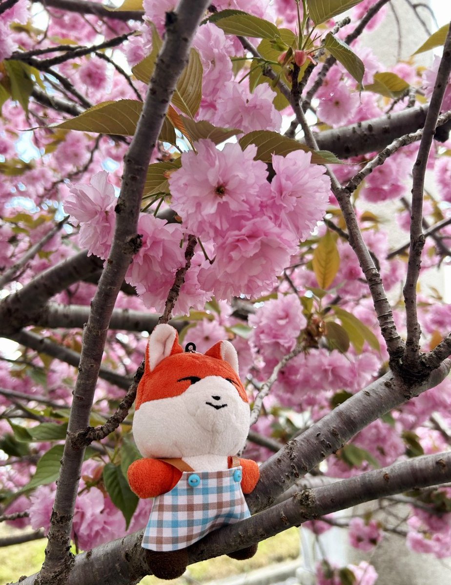 moonbow_vvs's tweet photo. 영광이랑 JURRO랑, 늦게 피는 겹벚꽃🌸
조금 늦게 피는 벚꽃처럼,
천천히라도 꼭 다시 만날 수 있는 날이 온다고 믿어요🦊💙
VANNEE 캐릭터는 마음에 살며시 다가와 주는 힐링.
VANNER도 VANNEE도, 만나게 된 것에 감사해요🫂
#VANNER #영광
#VANNEE #JURRO 
#VANNEE_WORLD https://t.co/6q43z9LeCh