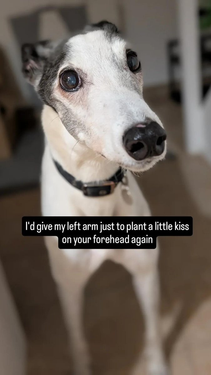 doginapacket's tweet photo. I miss you so much, my precious boy
💔🐾 https://t.co/np2AeoorV4
