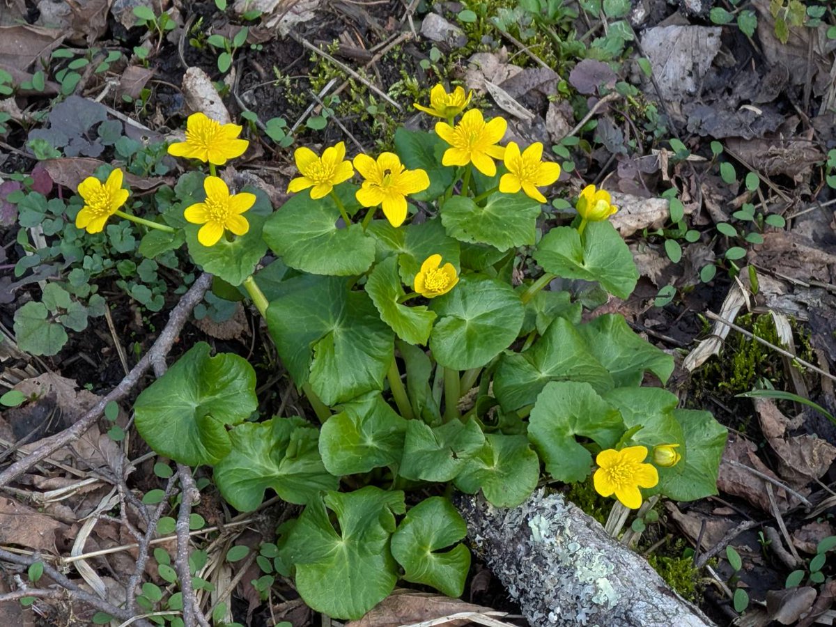 戸隠観光協会 tweet media