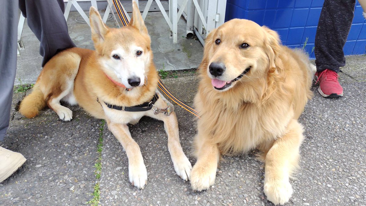 アニマルカフェけだま【貸切ふれあいのため予約制】 tweet media