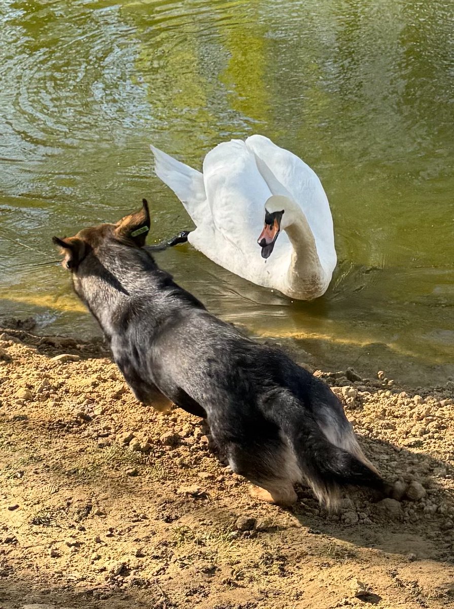 лебеді — дикі небезпечні створіння