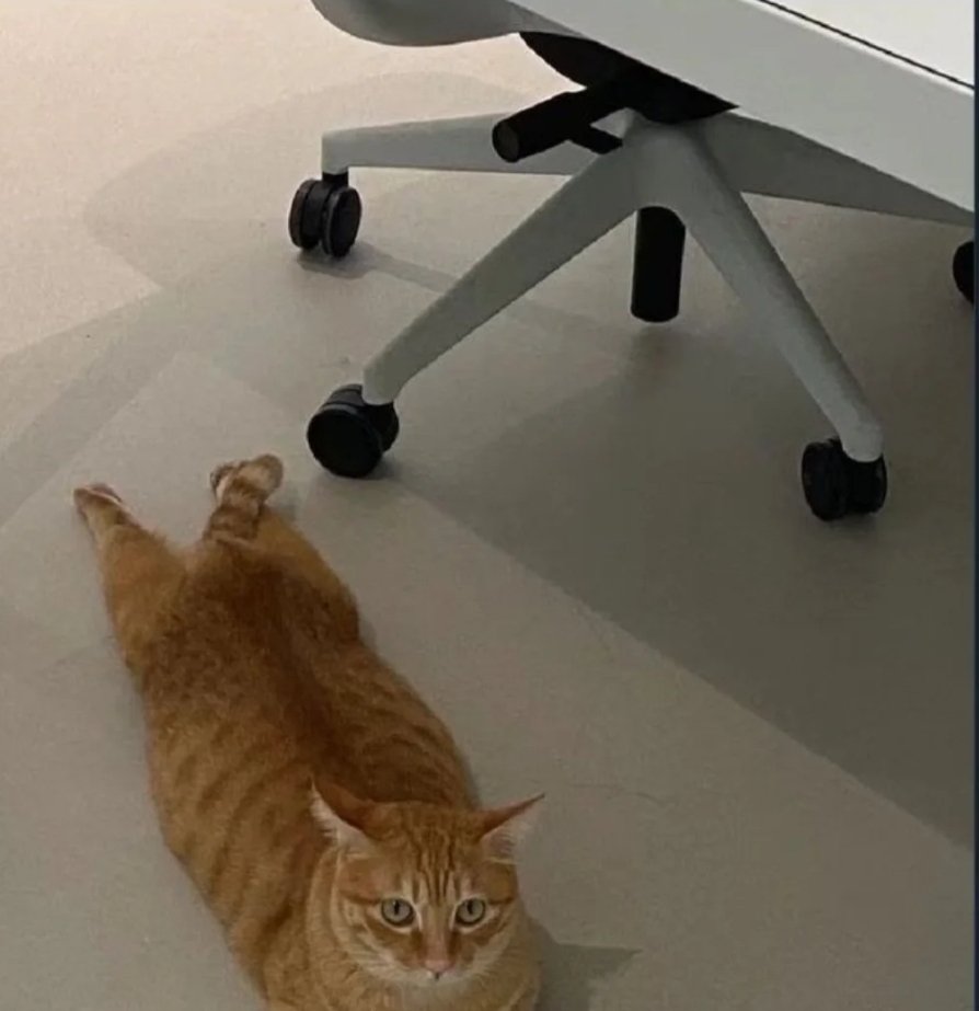 SFIGATTO tweet media