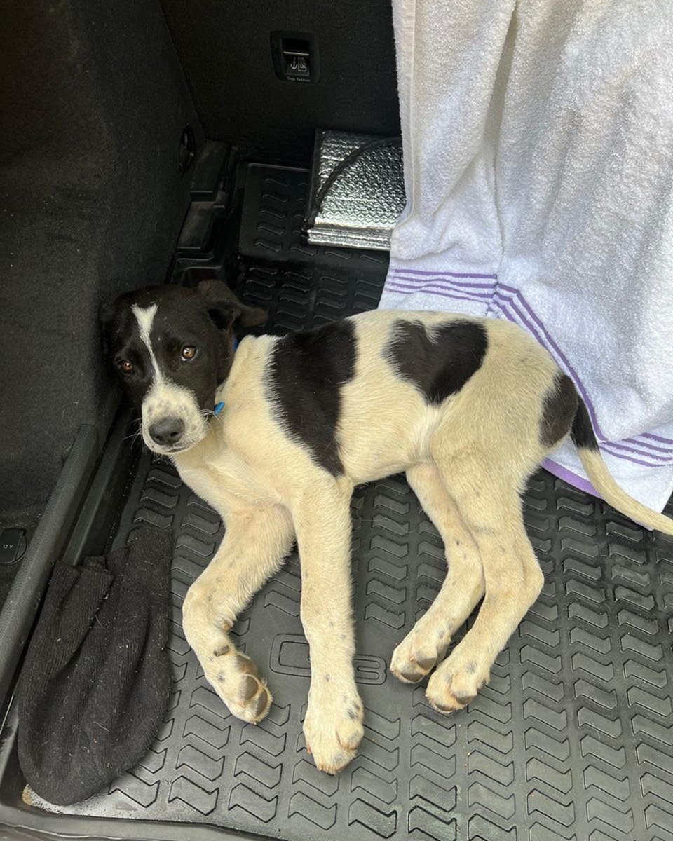 adoptdontshopl's tweet image. 🐕FOR ADOPTION🐕
✨ Meet this little boy ✨ This 3-month-old male puppy is vaccinated and ready for a loving forever home 💙 He’s looking for a caring family to grow up with 🐾
📞 Contact: 03-007667
Can’t adopt? Please share!

#adoptdontshop #dog #adoption #lebanon #foreverhome
