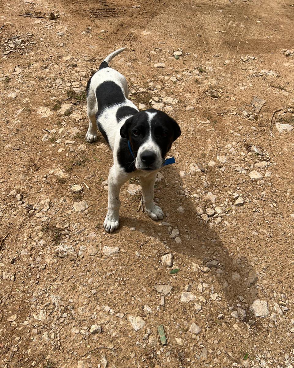 adoptdontshopl's tweet image. 🐕FOR ADOPTION🐕
✨ Meet this little boy ✨ This 3-month-old male puppy is vaccinated and ready for a loving forever home 💙 He’s looking for a caring family to grow up with 🐾
📞 Contact: 03-007667
Can’t adopt? Please share!

#adoptdontshop #dog #adoption #lebanon #foreverhome