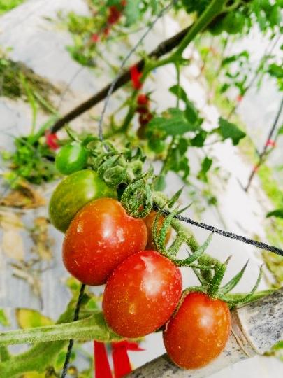 Patrice Bringley tweet media