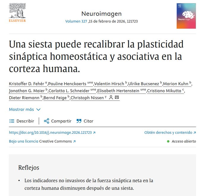Otro, estudio, este de NeuroImage (2026), muestra que la siesta restaura la neuroplasticidad sináptica en la corteza humana  Tendría impacto en la consolidación de la memoria y la capacidad de aprendizaje  Se reduce el "ruido" sináptico acumulado sciencedirect.com/science/articl…