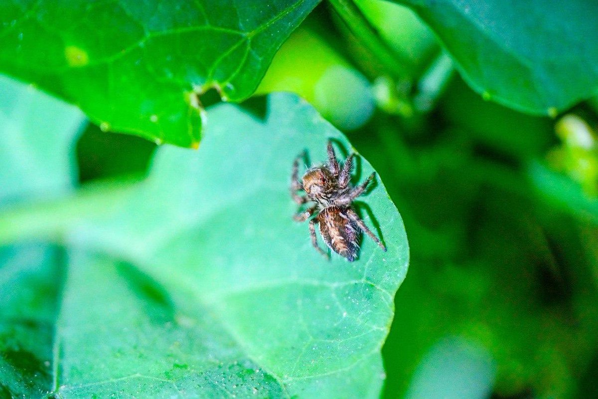 تتميّز العناكب في فيفاء بقدرتها العالية على
التكيّف ، فلكل نوعٍ أسلوبه في الصيد والبقاء
بعضها يعتمد على الشِّباك الحريرية لاصطياد
فرائسه ، بينما يطارد البعض الآخر فريسته بخفّةٍ
وسرعة ، هذا التنوع يعكس ثراء البيئة وتوازنها إذ
تلعب العناكب دورًا مهمًا في الحد من أعداد
الحشرات ، مما