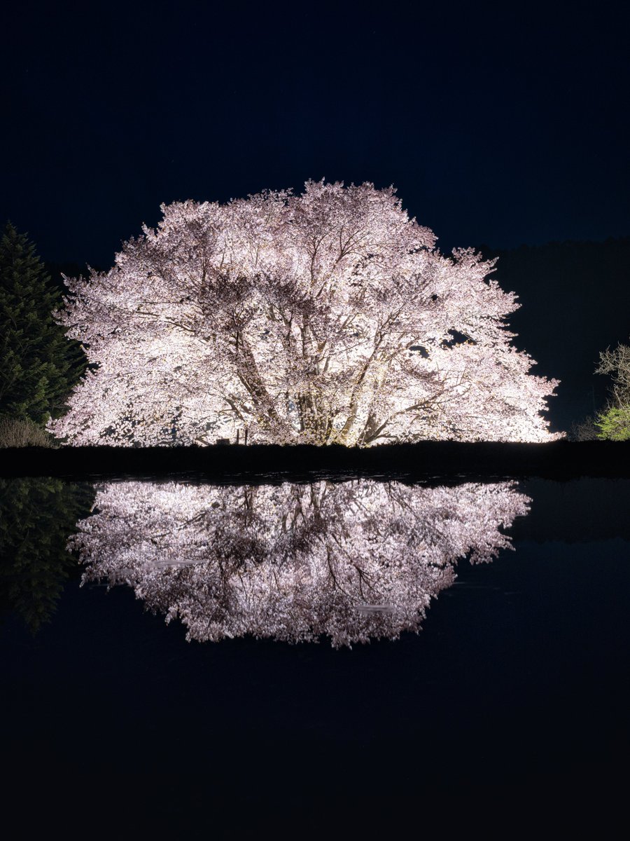群馬で見られる桜リフレクションが美しい