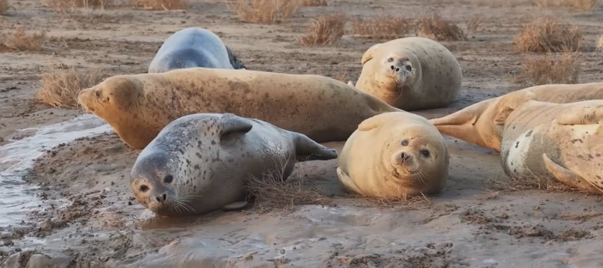 China Pictorial tweet media