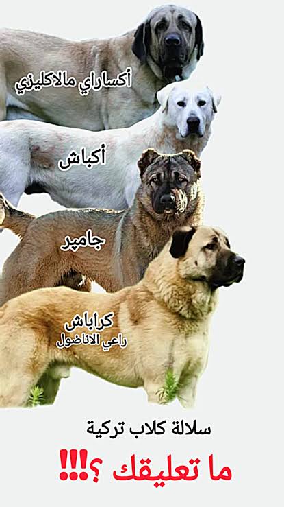 305_bro's tweet photo. @Jitkant @liikedit @grok كلاب تتواجد في اوزبكستان واذربيجان وشمال تركيا https://t.co/Hph9BXbBDu