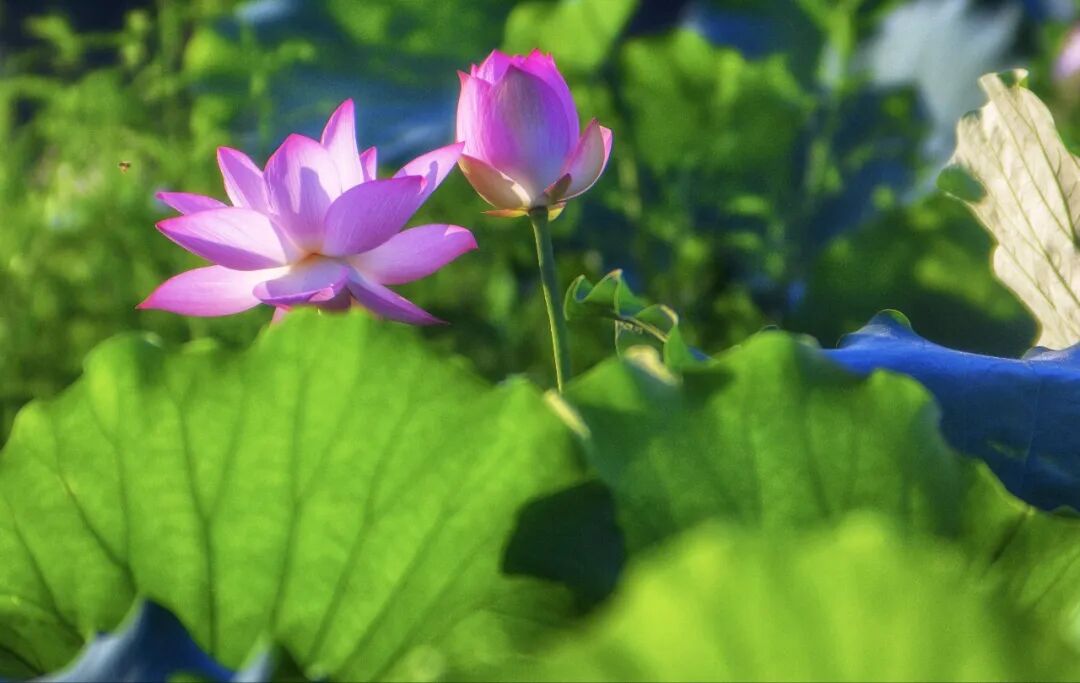 Jessica996688's tweet image. 东莞桥头莲湖风景区🏖️美出了新高度！💞300亩莲湖的第一批荷花🪷已抢“鲜”绽放！
#东莞 #Dongguan #荷花