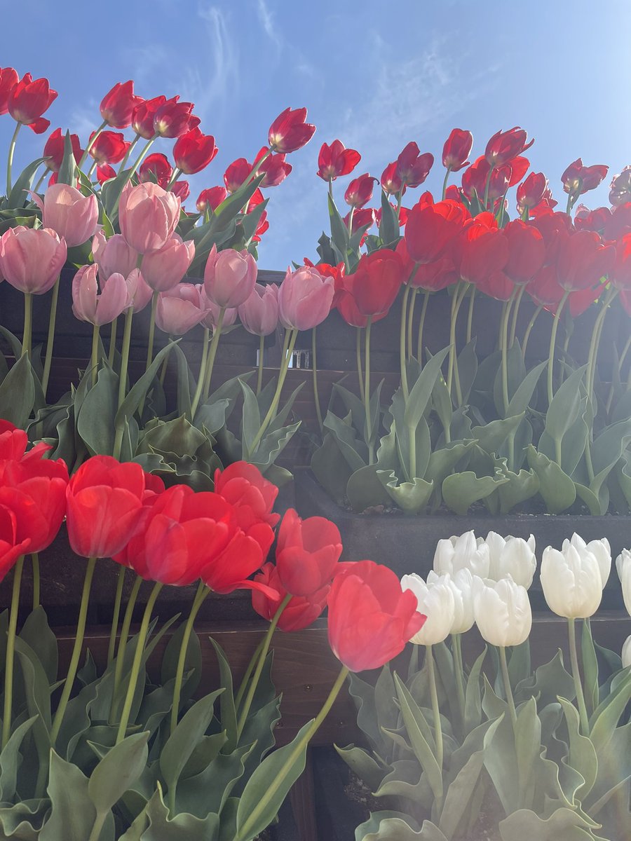 アジのなめろう🐟🤍 tweet media