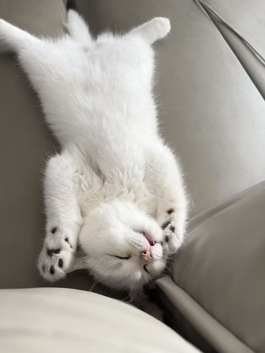 撸猫小师妹_FingerX tweet media