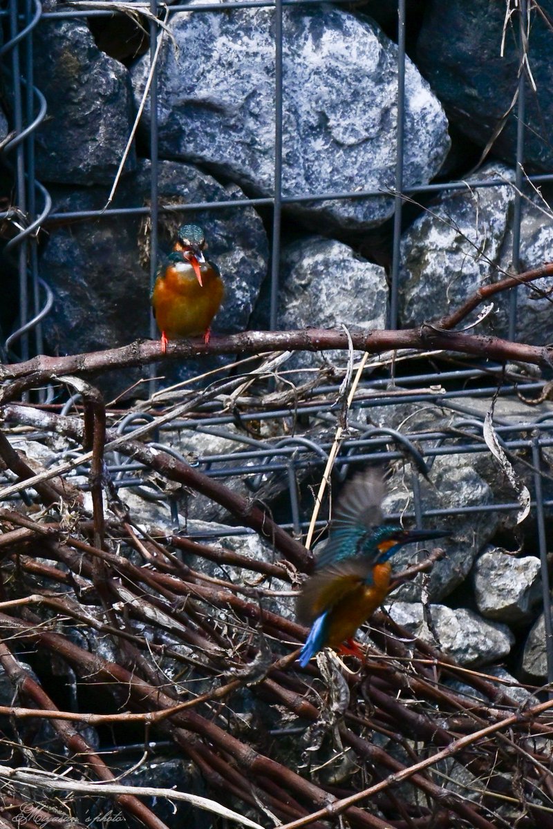 宮さん Photo Rider tweet media