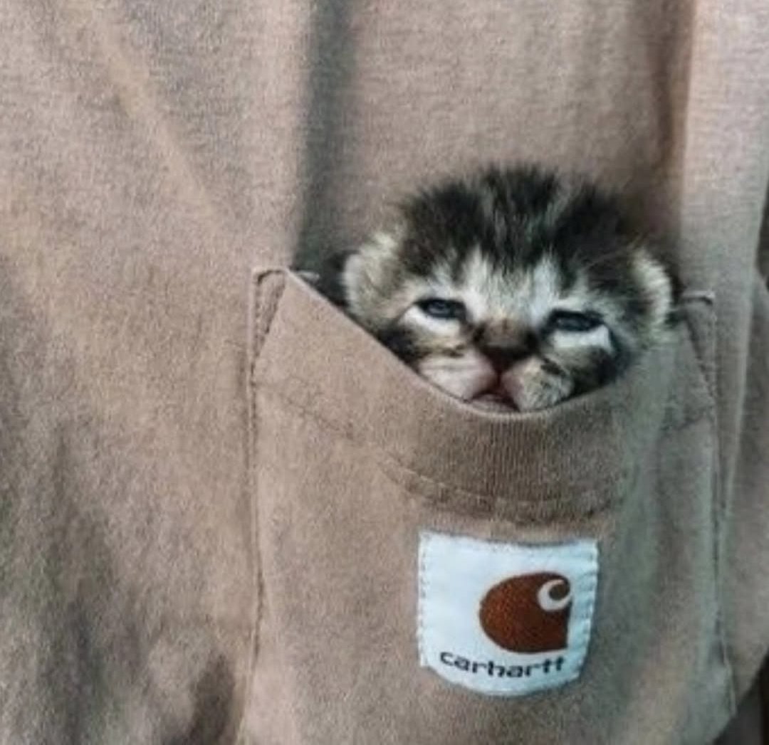 Pocket friendly 😺♥️