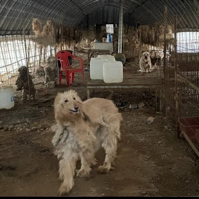 쏠티네나비랑돌비 tweet media