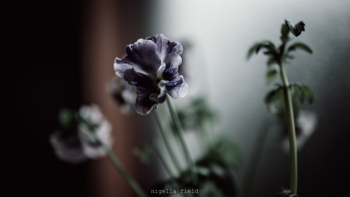 茨 | nigella field tweet media