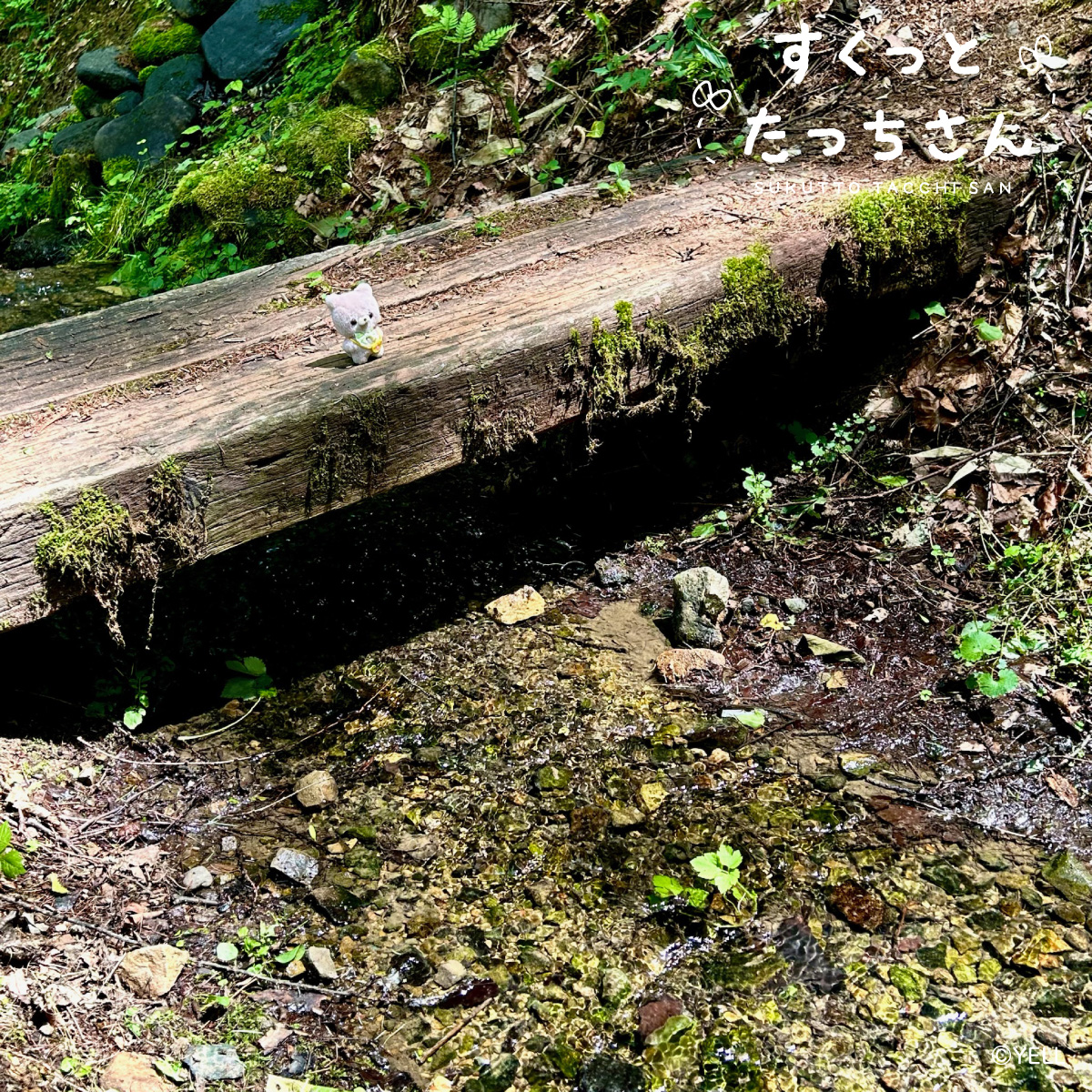 すくっとたっちさんʚ🎀ɞ tweet media