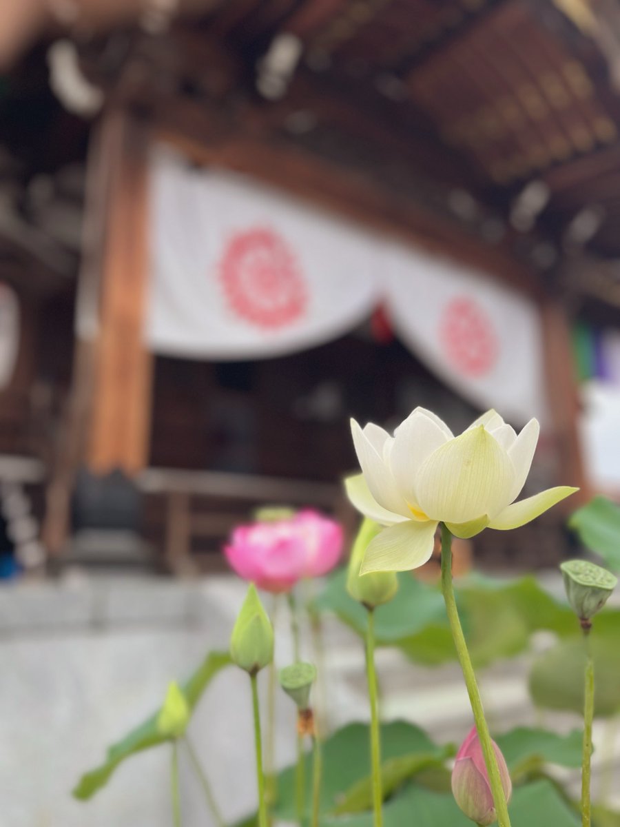 伿=ワヲン🐉🔛@Vtuber tweet media