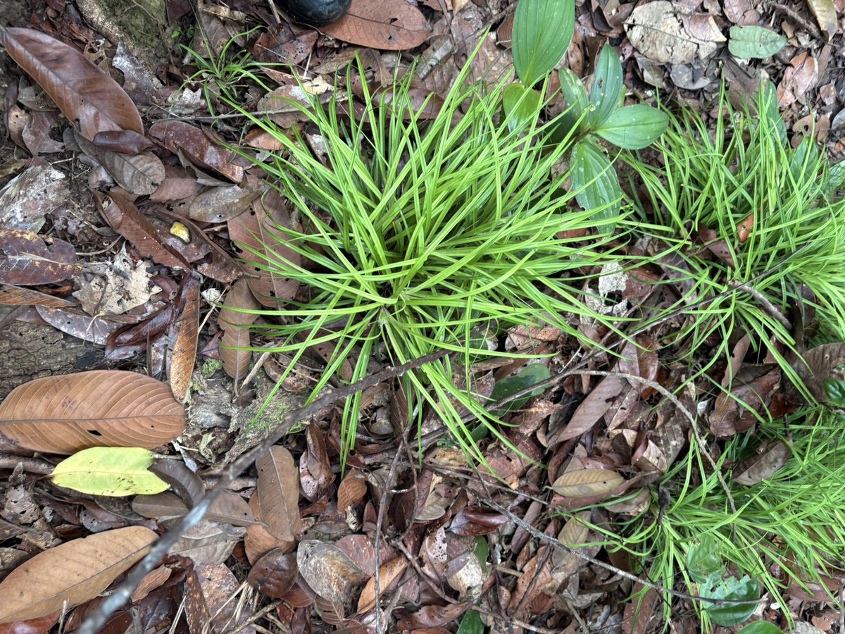 Plants Base tweet media