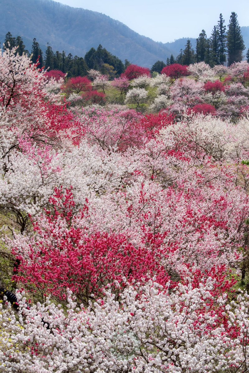 Toshi / Nature Photographer tweet media