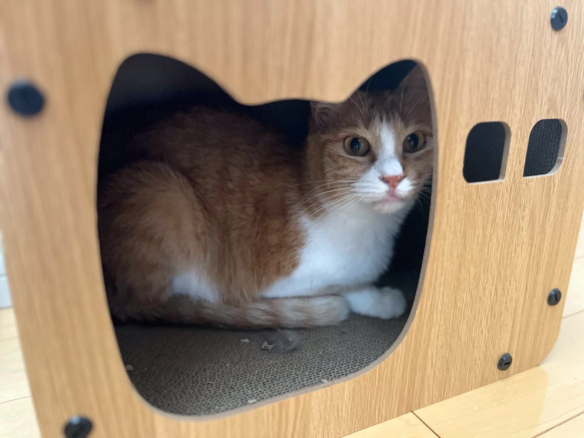 えどねこ tweet media