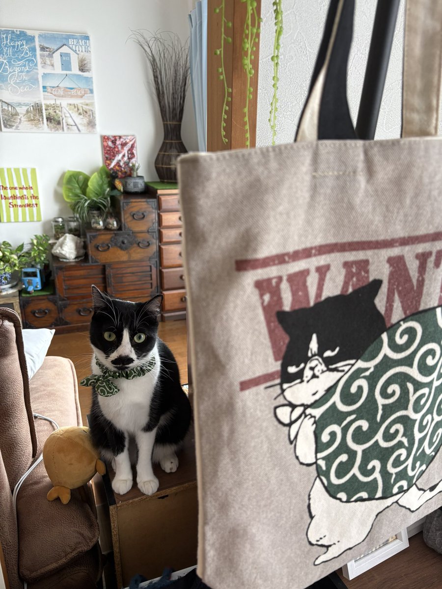clover9610's tweet photo. どちらかが盗っ人猫です😂
#猫
#キャット
#可愛い
#cat https://t.co/1t9A5cNLOj