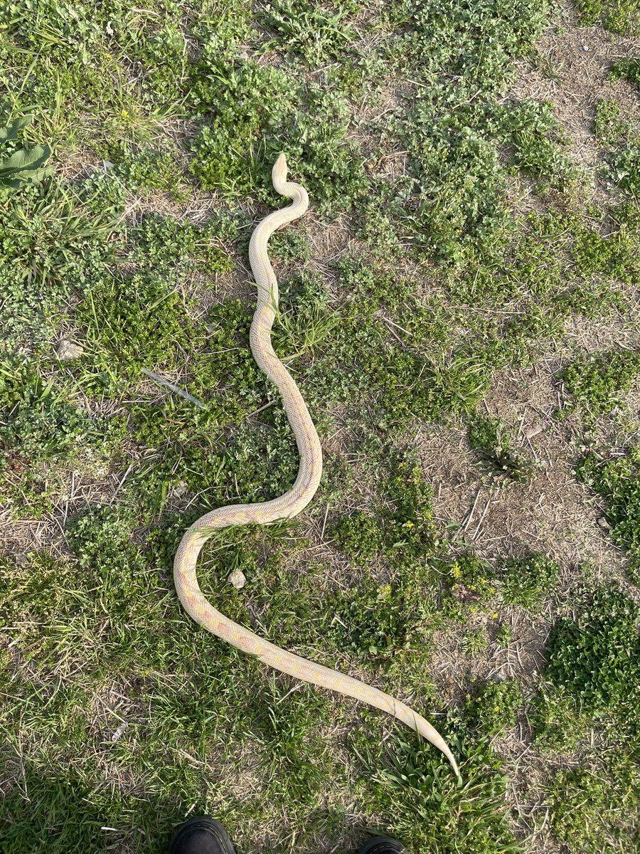 슬링키 tweet media